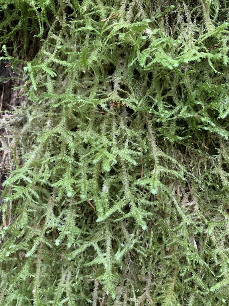 Douglas' Neckera Moss photo 4