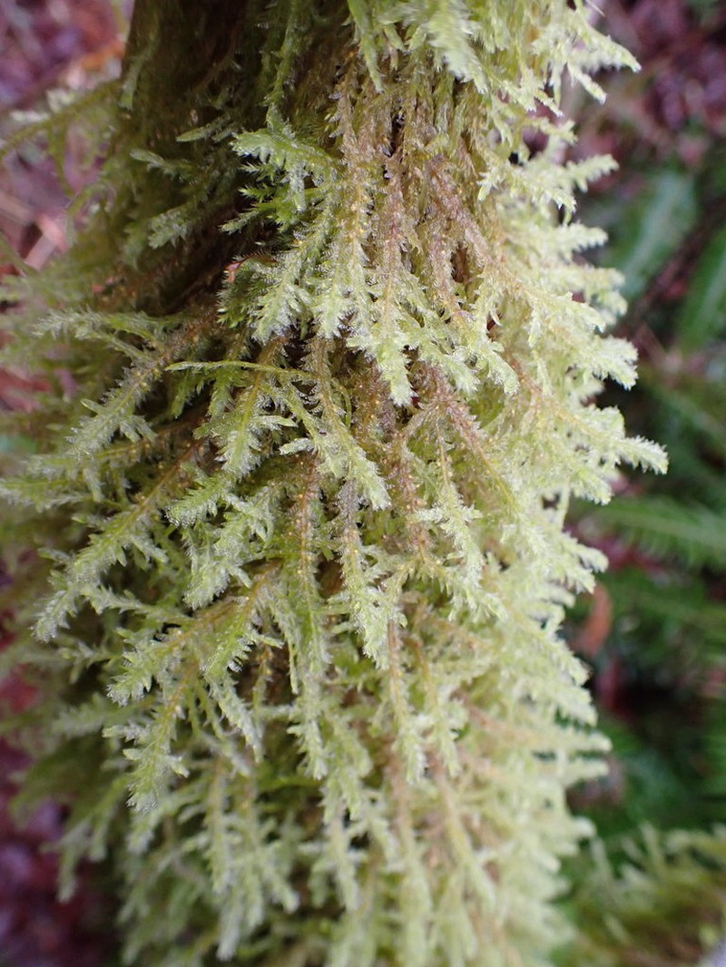 Douglas' Neckera Moss photo 5