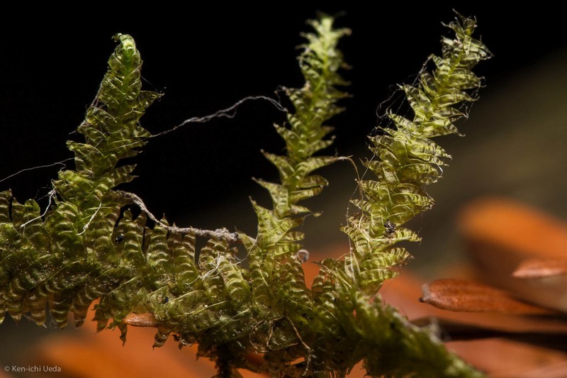 Douglas' Neckera Moss photo 6