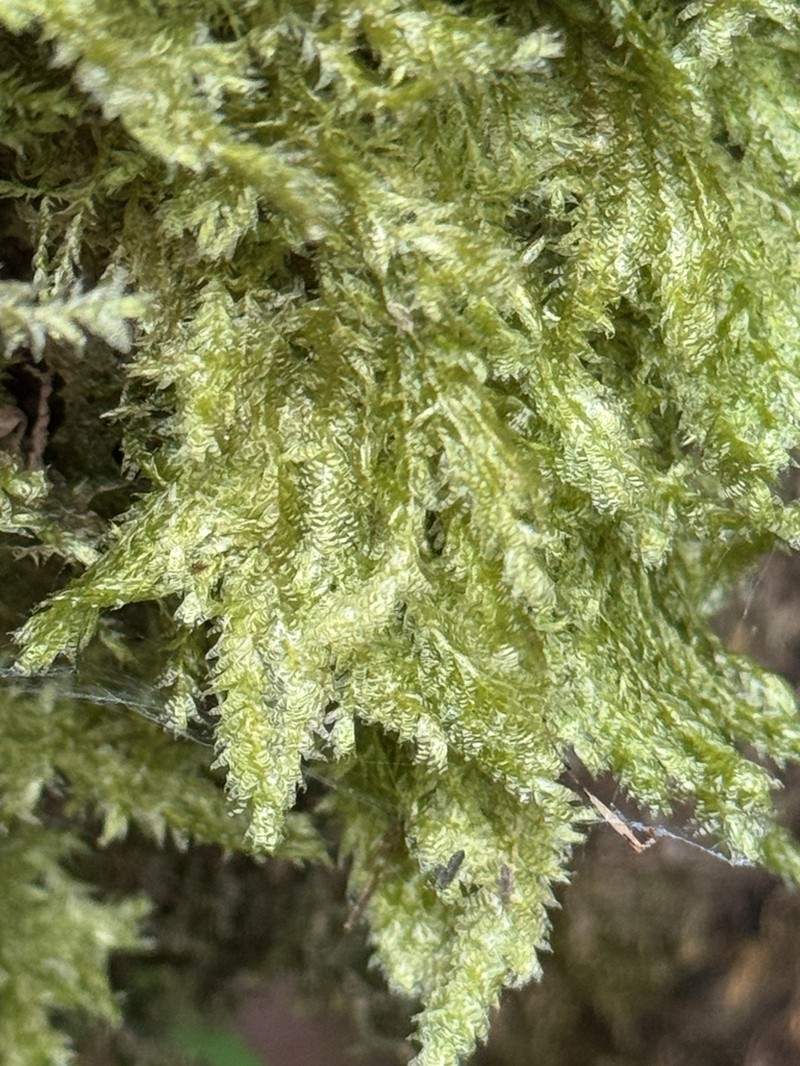 Douglas' Neckera Moss photo 7
