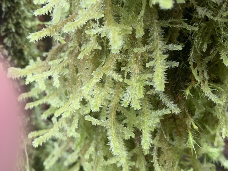 Douglas' Neckera Moss photo 8