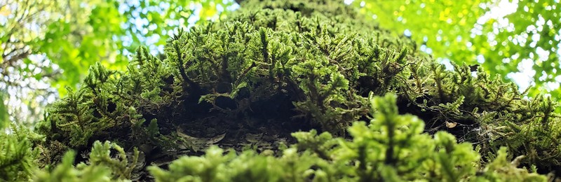 Neckera Moss photo 4