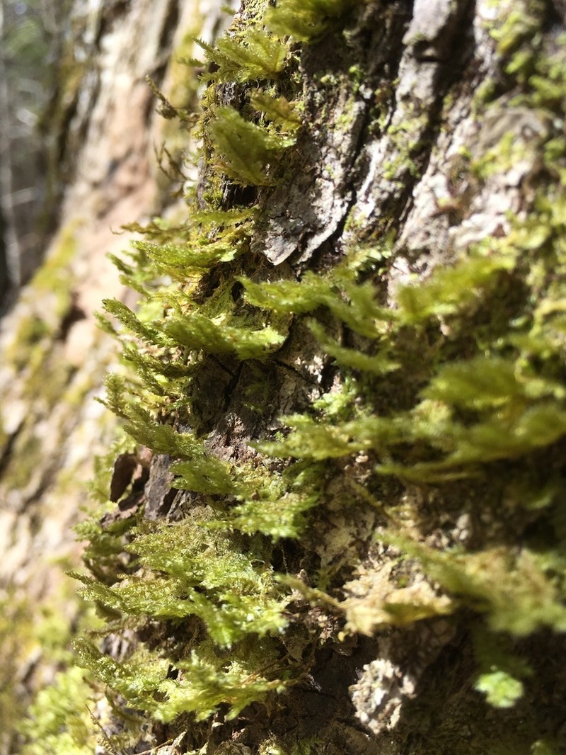 Neckera Moss photo 5