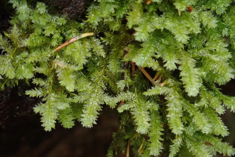 Neckera Moss photo 6