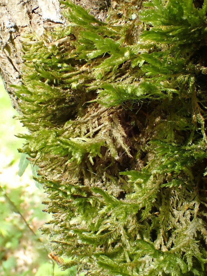 Neckera Moss photo 7