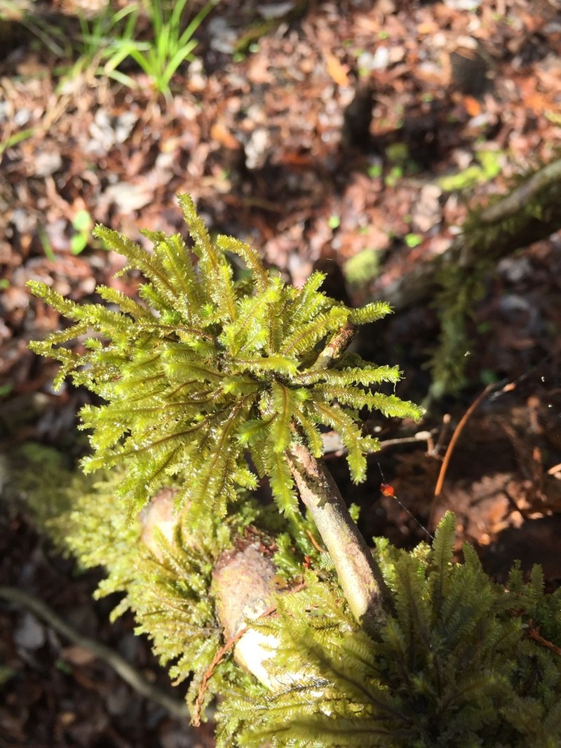 Neckeropsis Moss