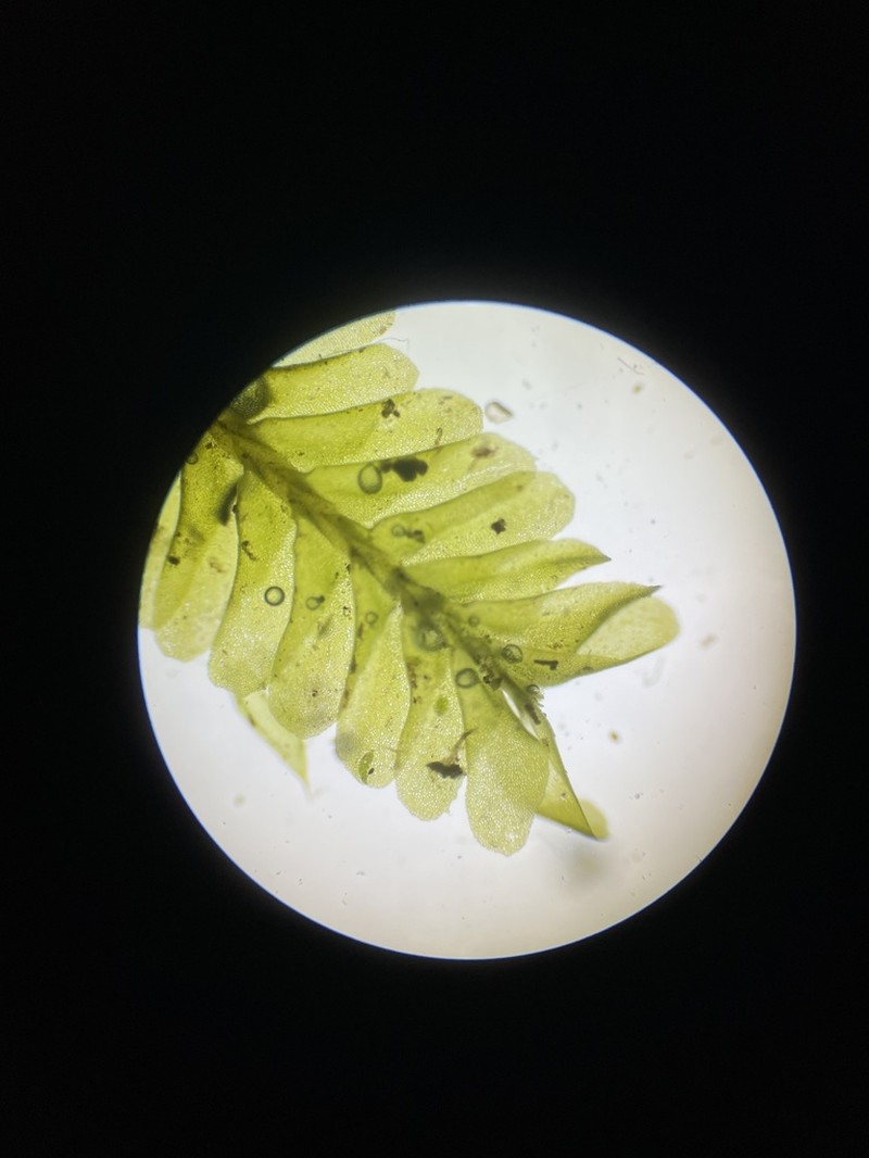 Neckeropsis Moss photo 2