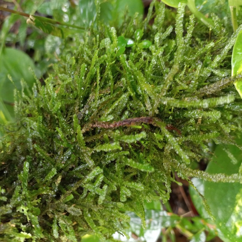 Neckeropsis Moss photo 3