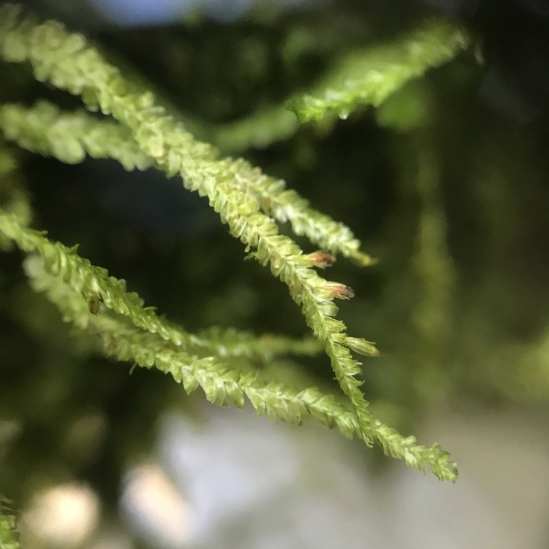 Neckeropsis Moss photo 4