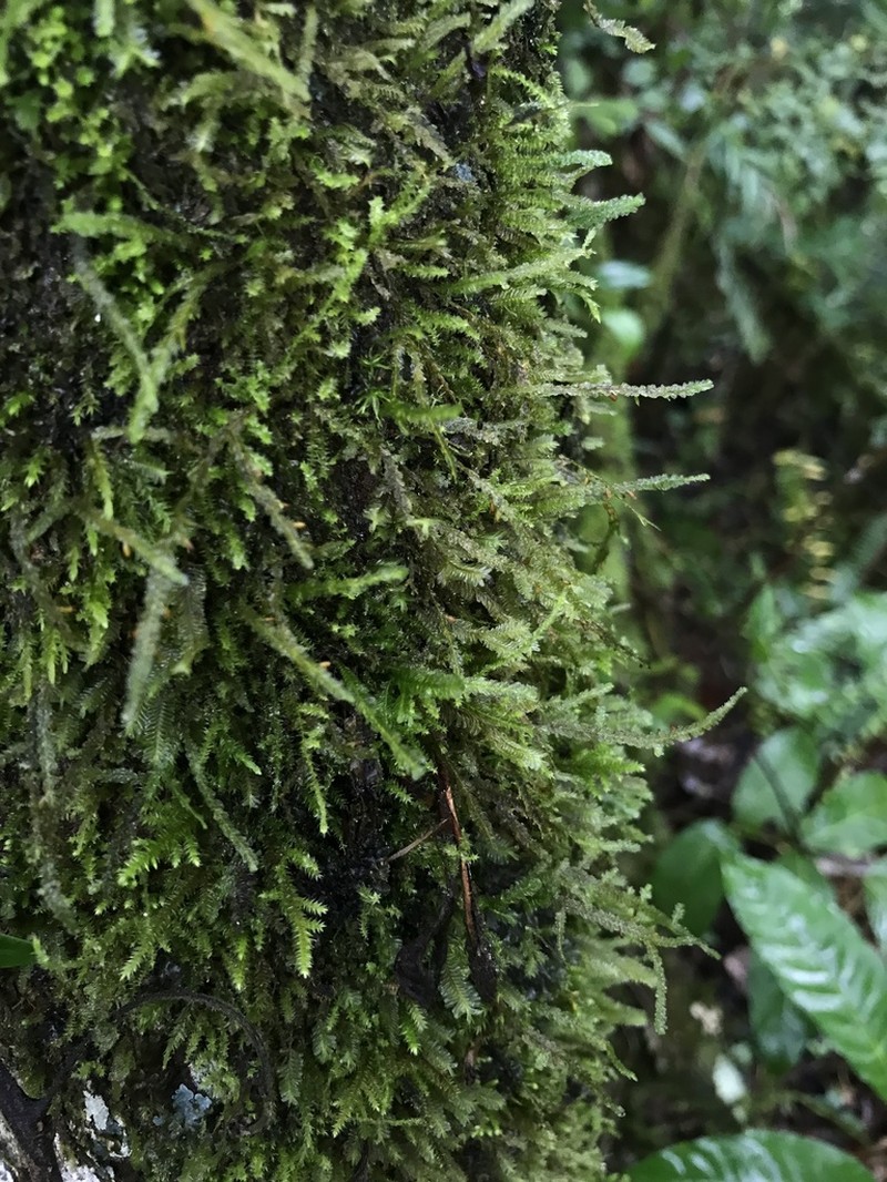 Neckeropsis Moss photo 5