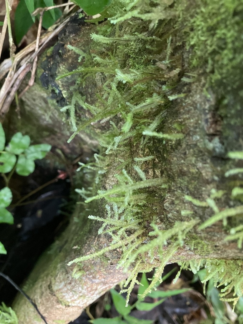 Neckeropsis Moss photo 7