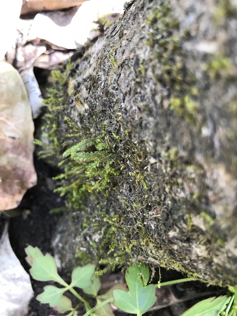 Neckeropsis Moss photo 8