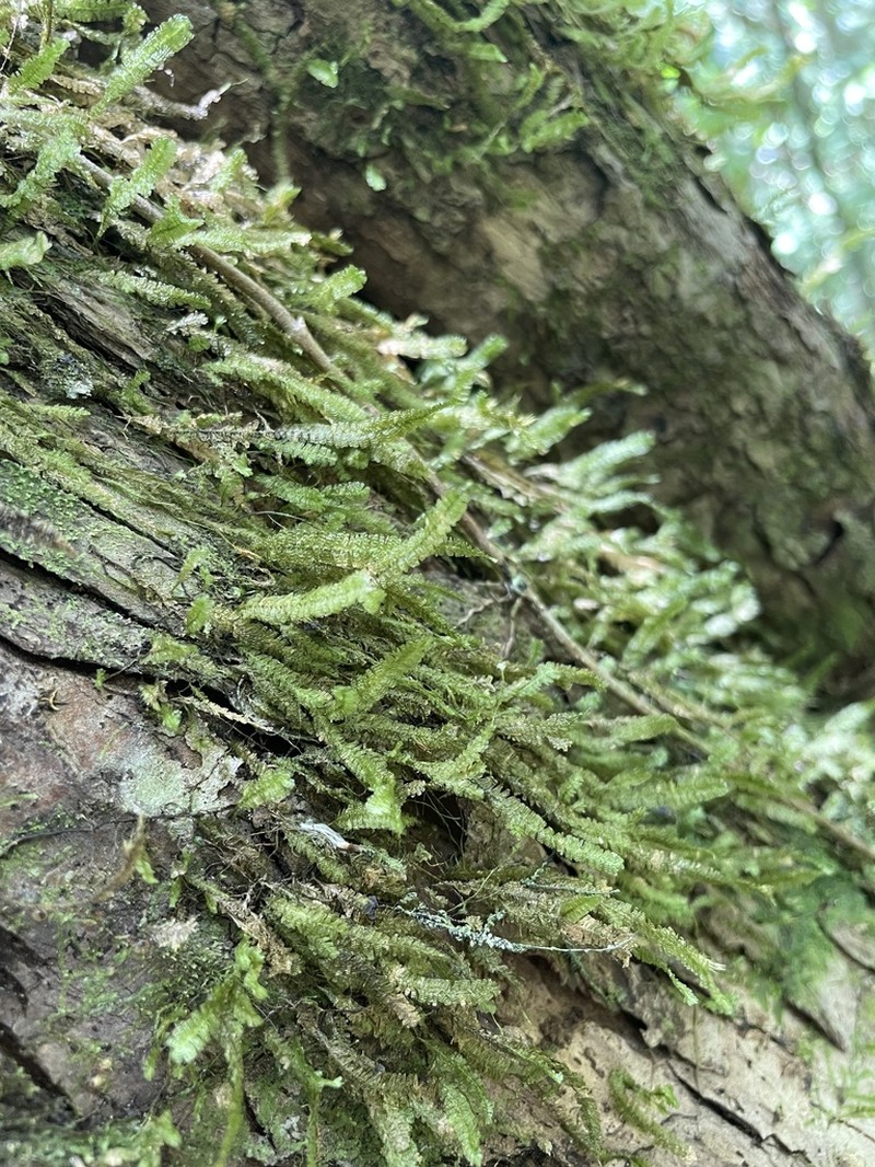 Undulate Neckeropsis Moss