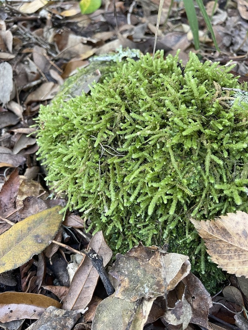 Undulate Neckeropsis Moss photo 2