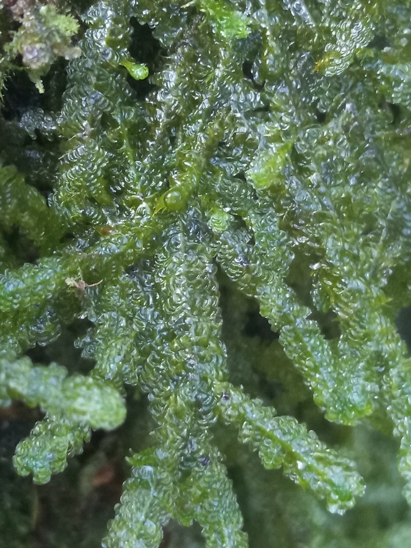 Undulate Neckeropsis Moss photo 3