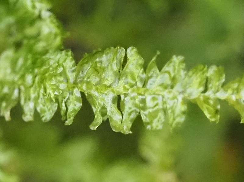 Undulate Neckeropsis Moss photo 4