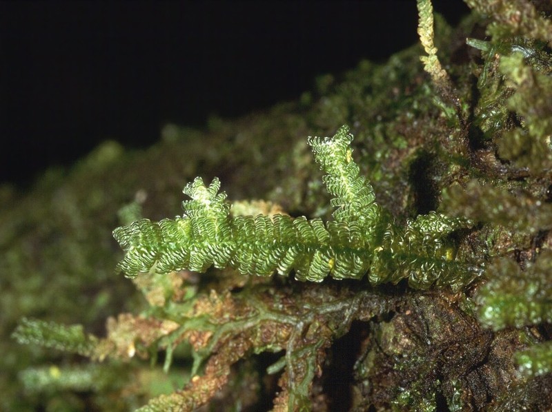 Undulate Neckeropsis Moss photo 5