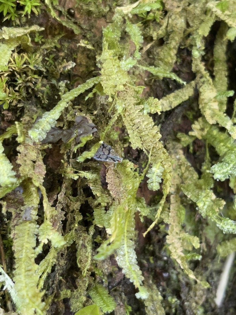 Undulate Neckeropsis Moss photo 6