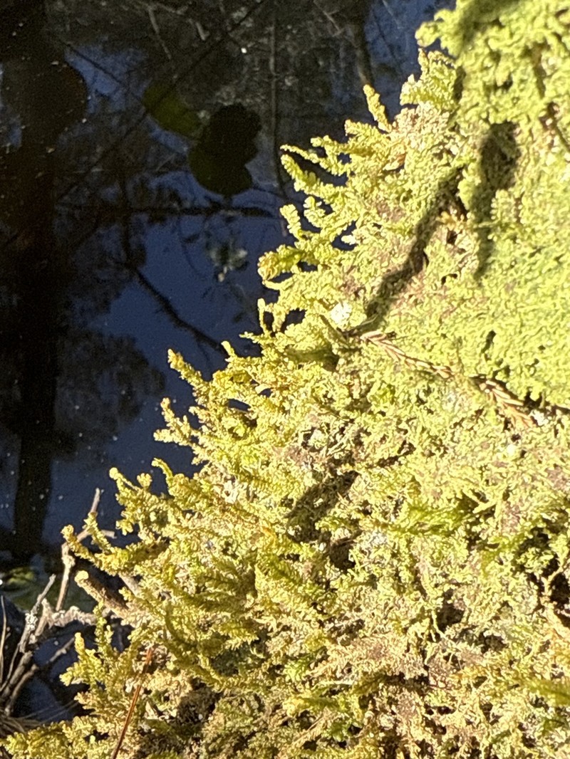 Undulate Neckeropsis Moss photo 7
