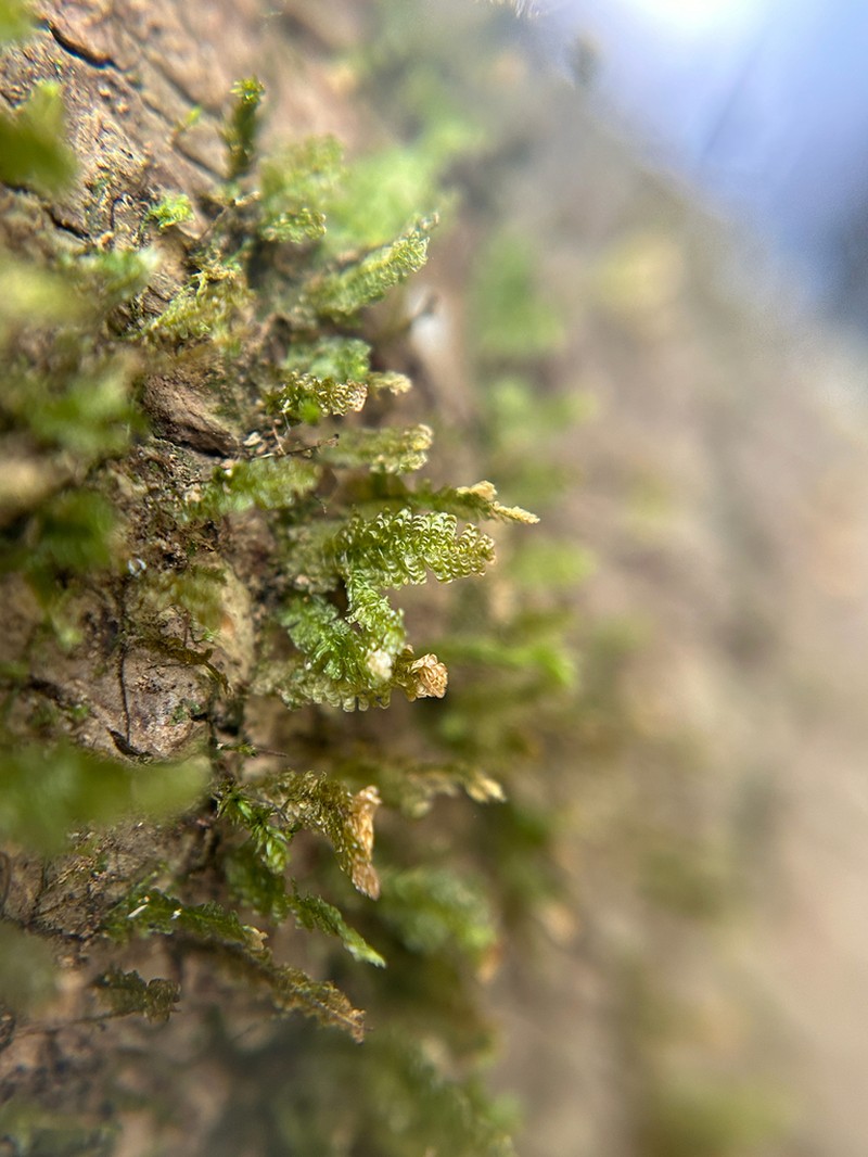Undulate Neckeropsis Moss photo 8