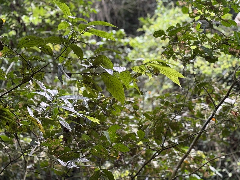 Krug's Sweetwood photo 6