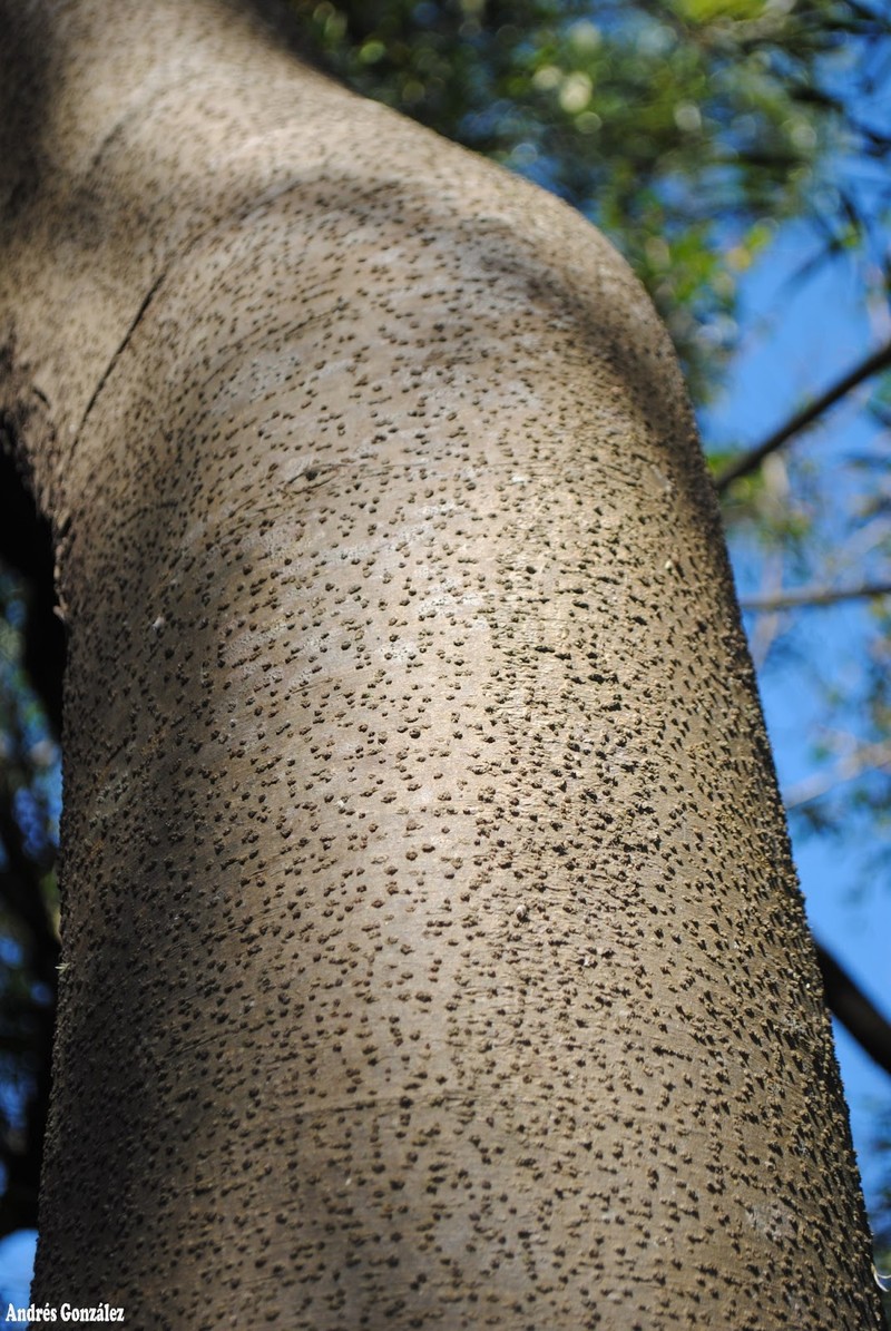 Sweetwood photo 4