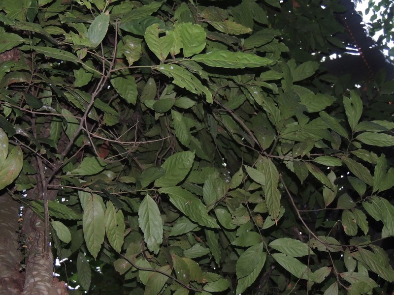 Sweetwood photo 2