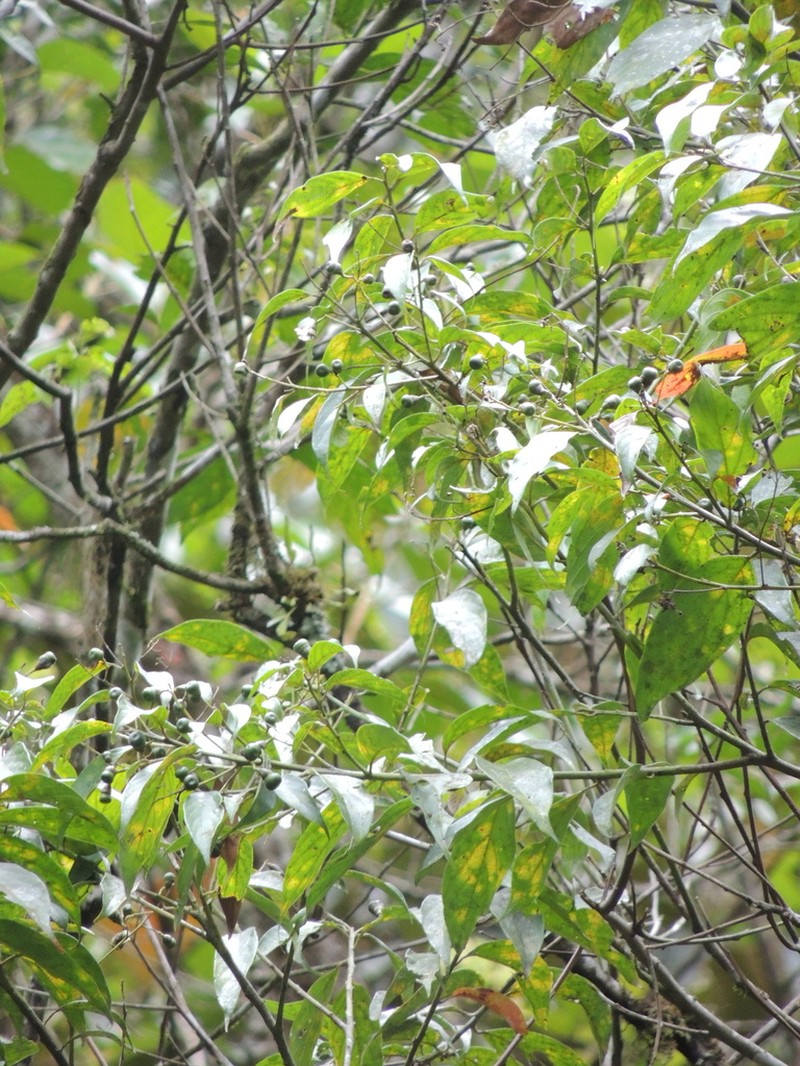 Sweetwood photo 3