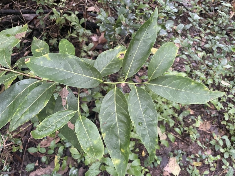 Laurel Amarillo photo 2