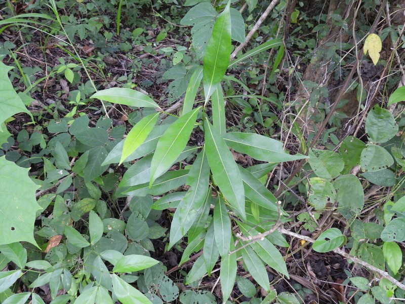 Laurel Amarillo photo 4