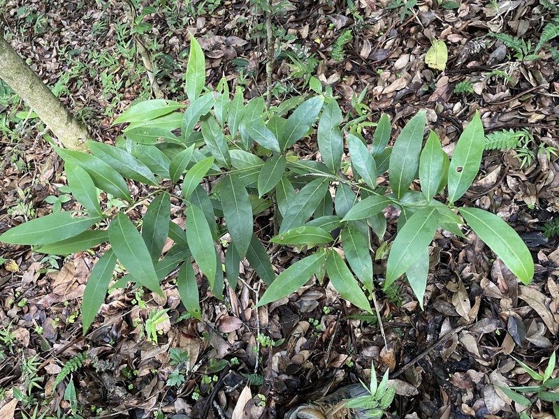 Laurel Amarillo photo 5