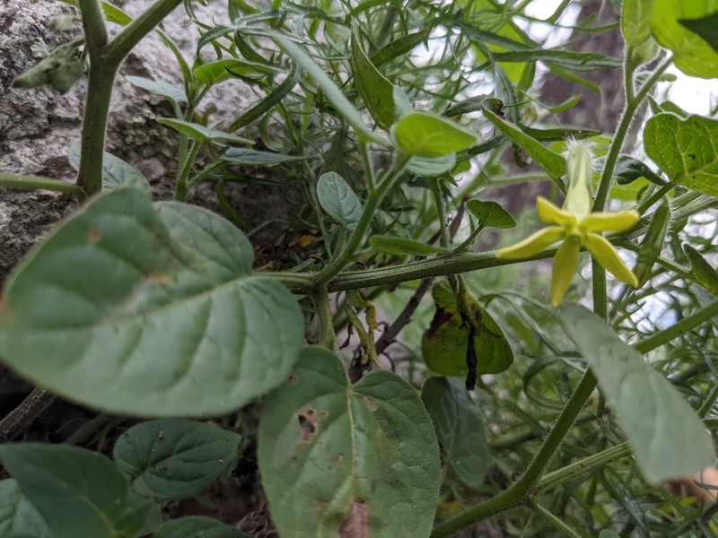 Trans-Pecos Stinkleaf