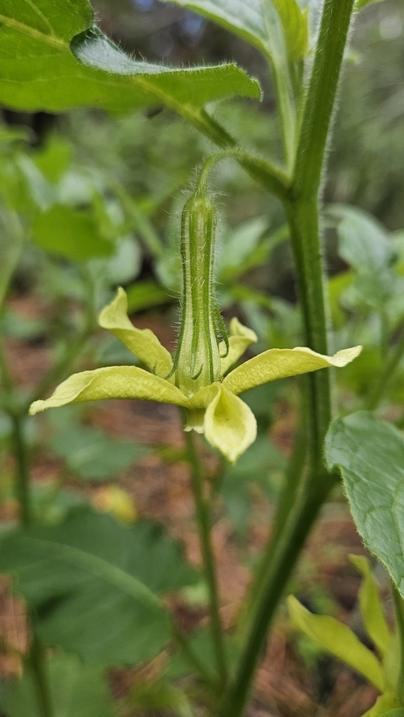 Trans-Pecos Stinkleaf photo 2