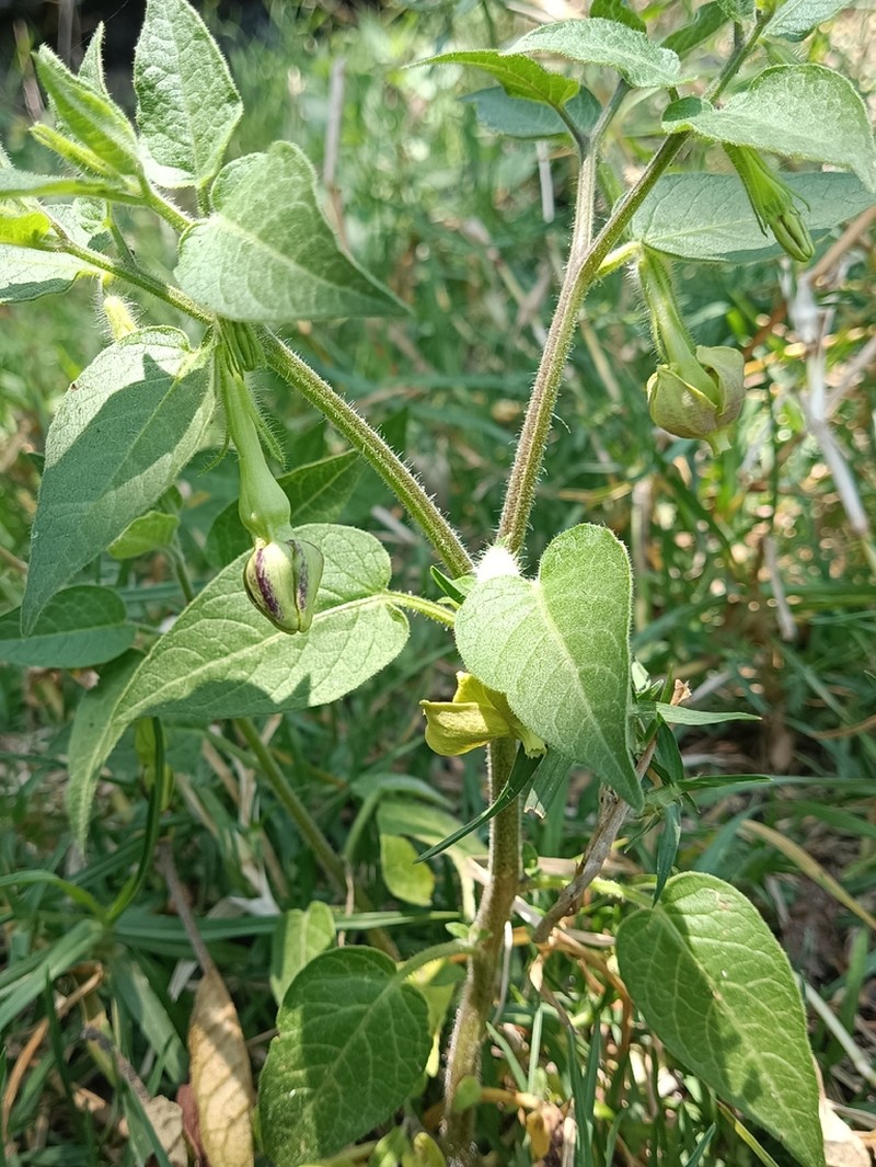 Trans-Pecos Stinkleaf photo 3