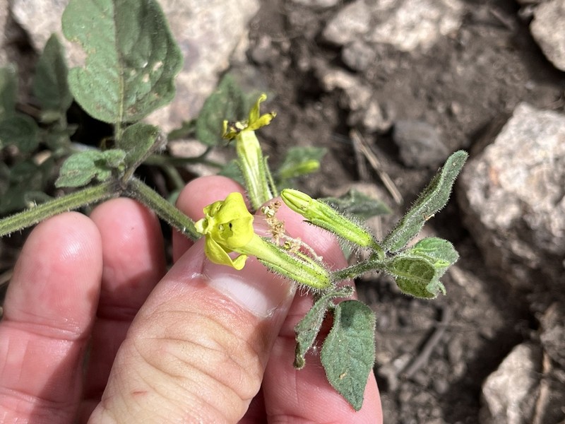 Trans-Pecos Stinkleaf photo 4