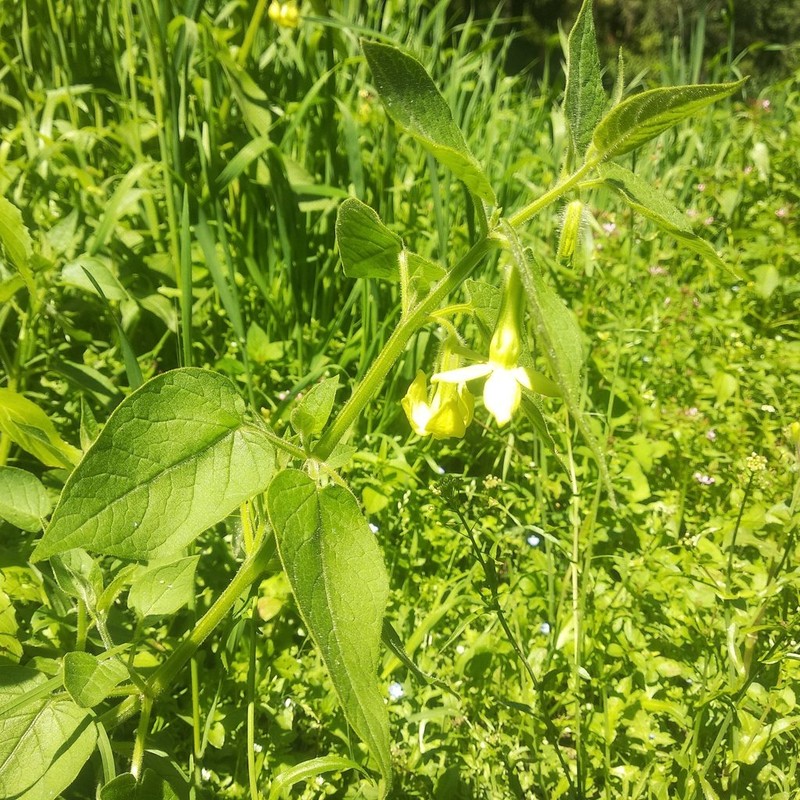 Trans-Pecos Stinkleaf photo 5