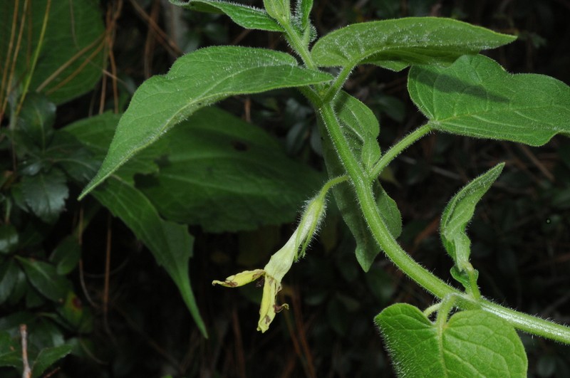 Trans-Pecos Stinkleaf photo 6
