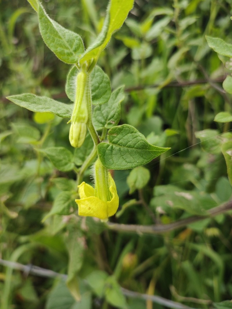 Trans-Pecos Stinkleaf photo 7