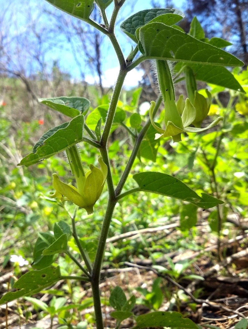 Trans-Pecos Stinkleaf photo 8