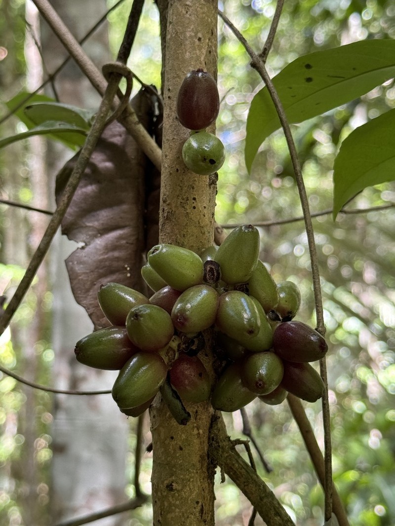 Neea alumnorum photo 7