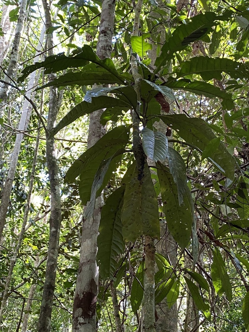 Neea alumnorum photo 8