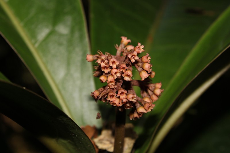 Neea bradeana photo 6