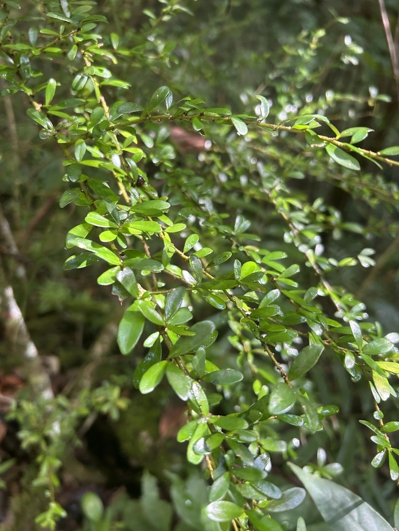 Saltwood photo 6