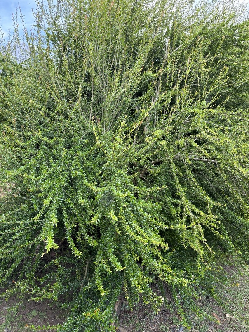 Saltwood photo 7