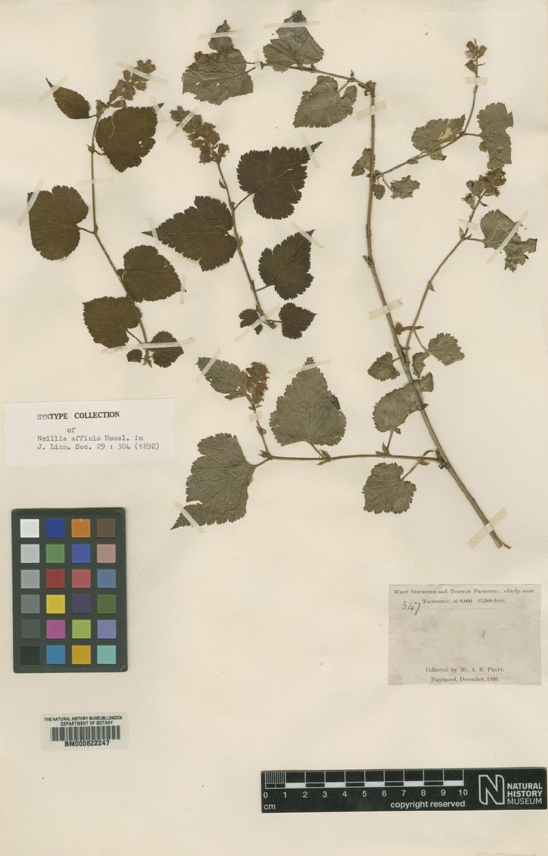 Neillia affinis var. affinis