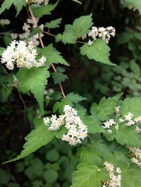 Laceshrub