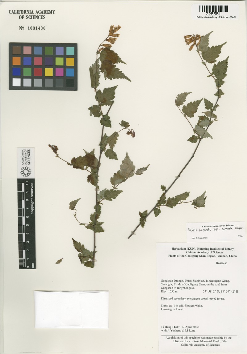 Neillia sinensis var. sinensis