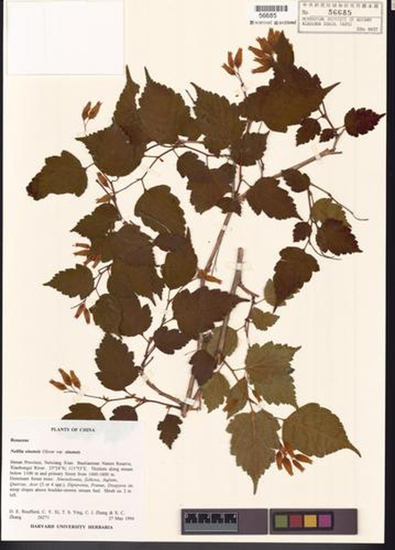 Neillia sinensis var. sinensis photo 2