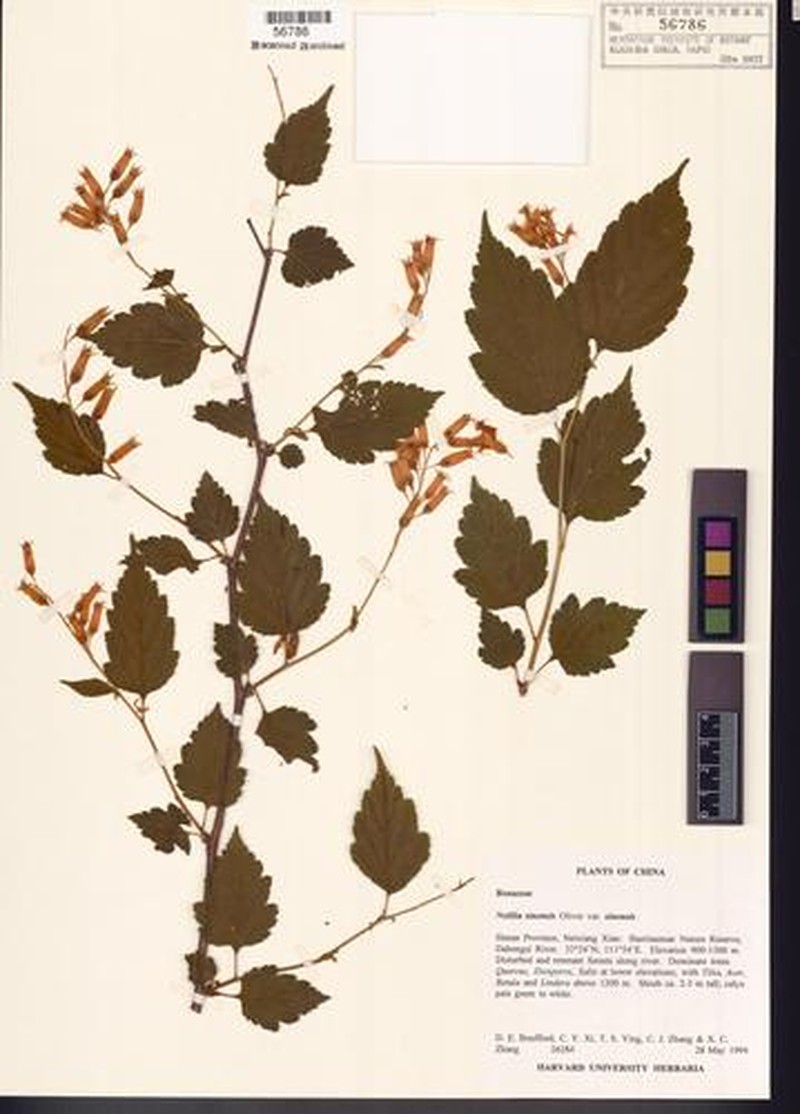 Neillia sinensis var. sinensis photo 3