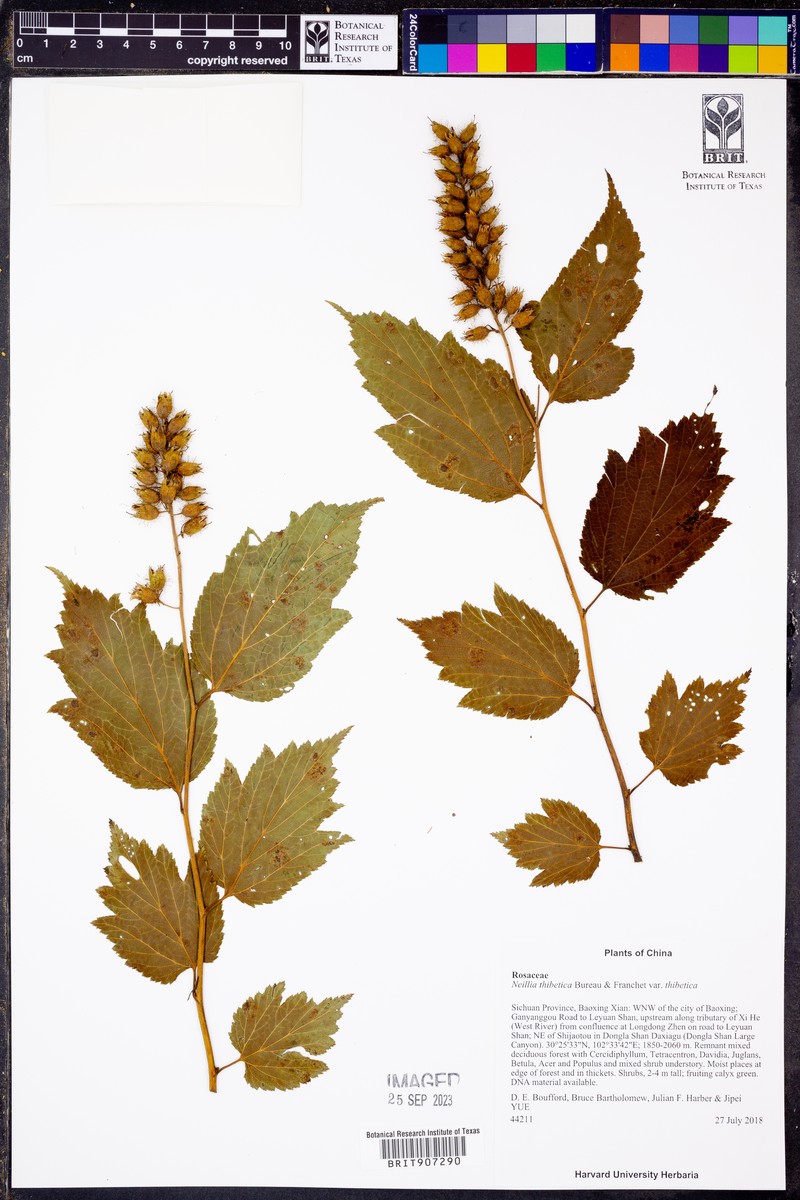Neillia thibetica var. thibetica